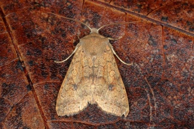 Brick (Sunira circellaris), adult. Ouston, 19-10-2019. Copyright Verna Atkinson.