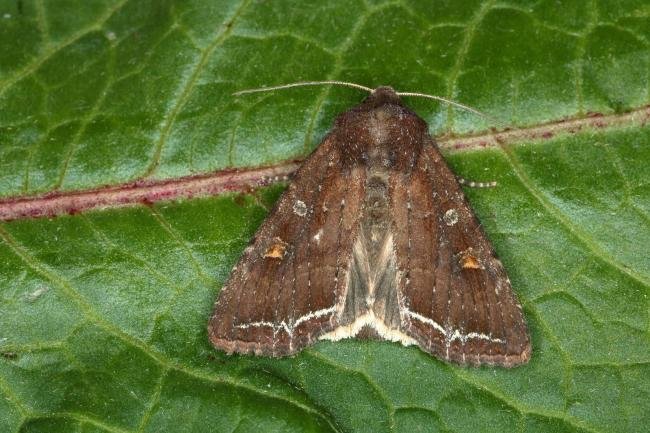 Bright-line Brown-eye (Lacanobia oleracea), adult. Ouston, 28-05-2020. Copyright Verna Atkinson.