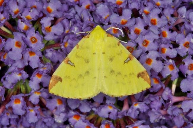 Brimstone Moth (Opisthograptis luteolata), adult. Ouston, 02-08-2021. Copyright Verna Atkinson.