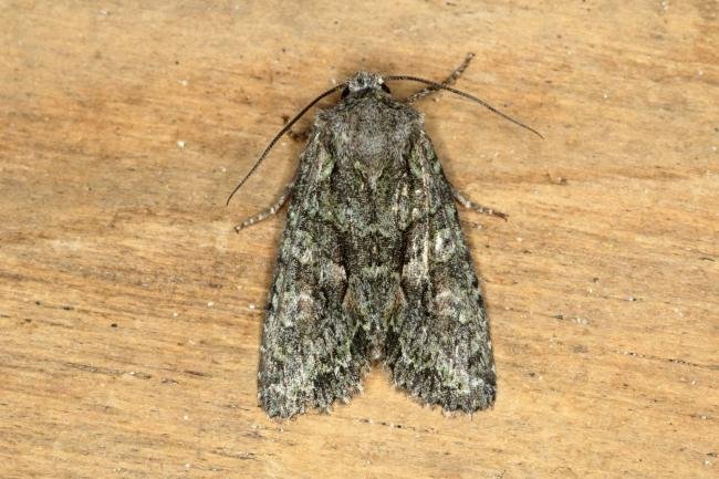 Brindled Green (Dryobotodes eremita), adult. Ouston, 16-09-2019. Copyright Verna Atkinson.