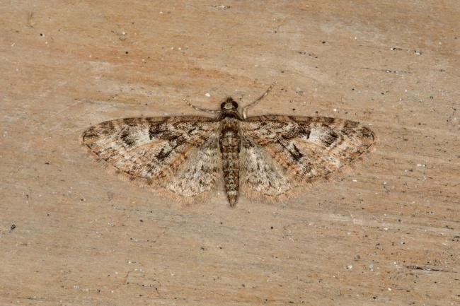 Brindled Pug (Eupithecia abbreviata), adult. Ouston, 21-04-2018. Copyright Verna Atkinson.