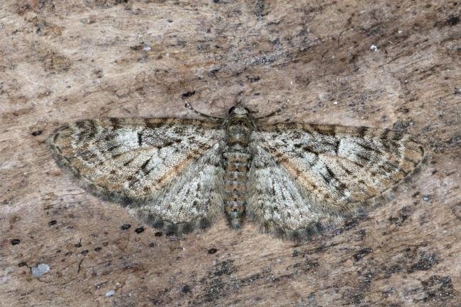 Brindled Pug (Eupithecia abbreviata), adult. Ouston, 20-04-2017. Copyright Verna Atkinson.