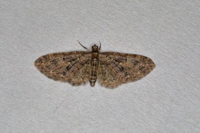 Brindled Pug (Eupithecia abbreviata), adult. Ouston, 21-04-2018. Copyright Verna Atkinson.