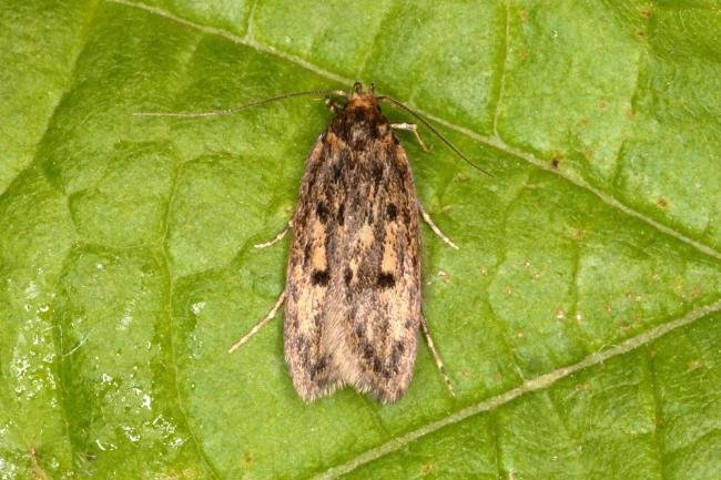 Brown House-moth (Hofmannophila pseudospretella), adult. Ouston, 07-06-2016. Copyright Verna Atkinson.