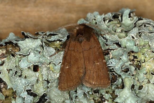 Brown Rustic (Rusina ferruginea), adult. Ouston, 31-05-2019. Copyright Verna Atkinson.