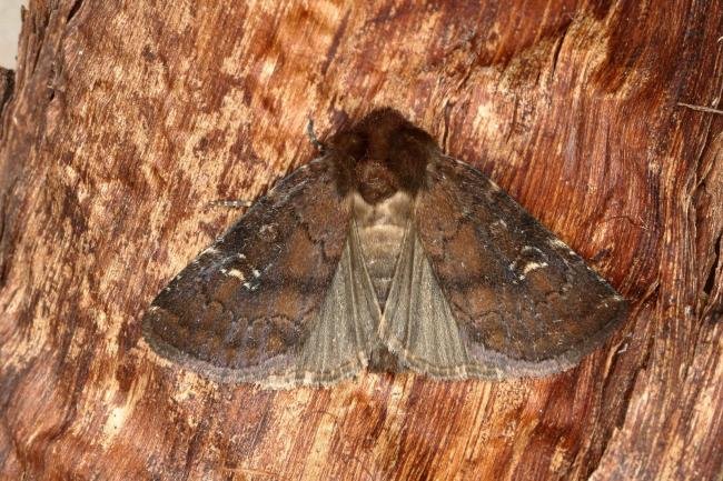 Brown Rustic (Rusina ferruginea), adult. Ouston, 22-05-2019. Copyright Verna Atkinson.