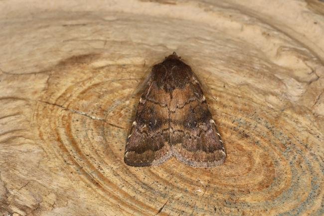 Brown Rustic (Rusina ferruginea), adult. Ouston, 31-05-2023. Copyright Verna Atkinson.