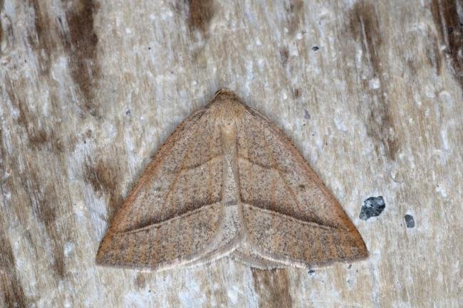 Brown Silver-line (Petrophora chlorosata), adult. Ouston, 27-05-2016. Copyright Verna Atkinson.