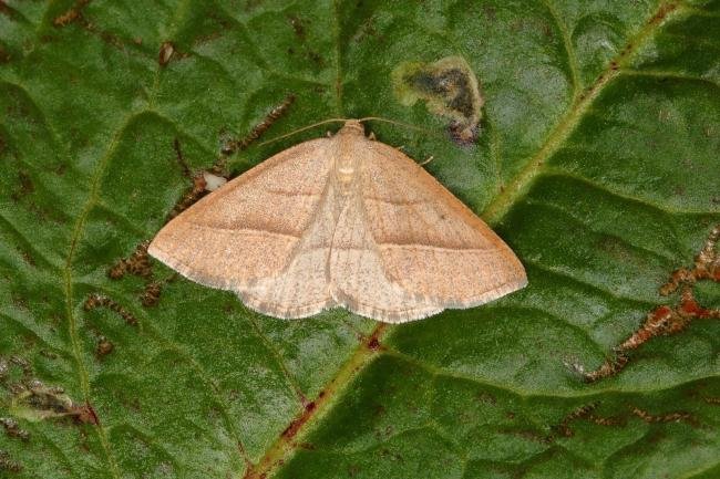 Brown Silver-line (Petrophora chlorosata), adult. Ouston, 15-05-2018. Copyright Verna Atkinson.