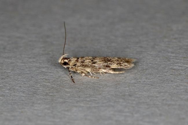 Bryotropha domestica, adult. Ouston, 10-07-2020. Copyright Verna Atkinson.