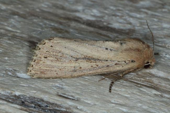 Bulrush Wainscot (Nonagria typhae), adult. Ouston, 31-08-2016. Copyright Verna Atkinson.