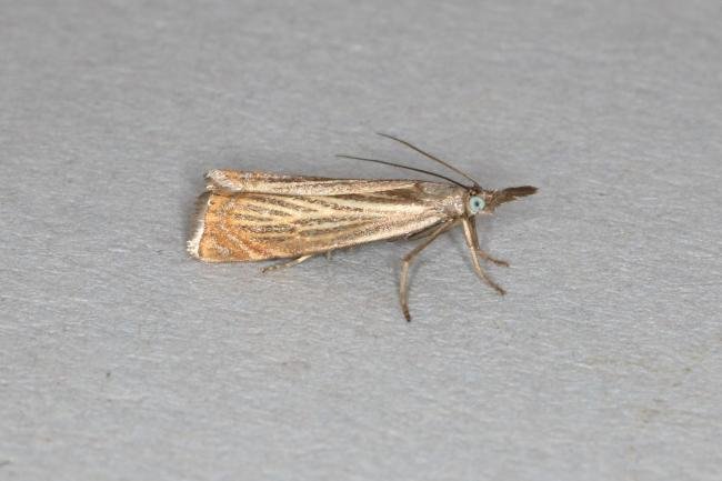 Garden Grass-veneer (Chrysoteuchia culmella), adult. Ouston, 14-06-2020. Copyright Verna Atkinson.