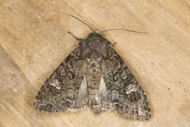 Cabbage Moth (Mamestra brassicae), adult. Ouston, 18-06-2021. Copyright Verna Atkinson.