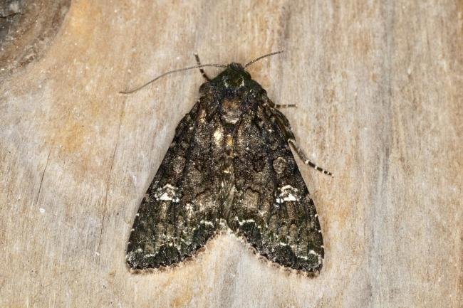 Cabbage Moth (Mamestra brassicae), adult. Ouston, 26-07-2020. Copyright Verna Atkinson.