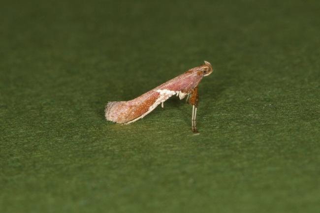 Caloptilia stigmatella, adult. Ouston, 23-03-2022. Copyright Verna Atkinson.