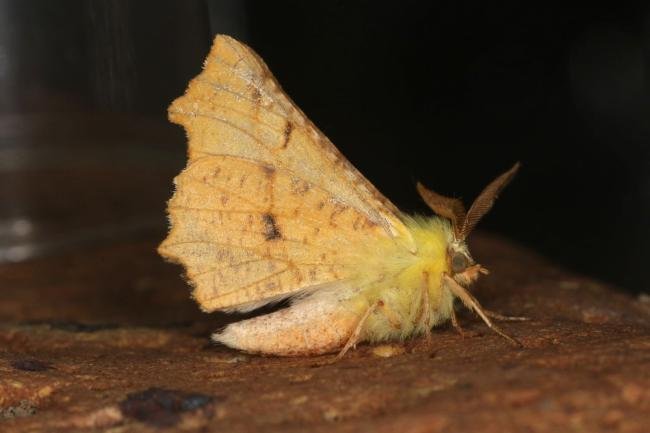 Canary-shouldered Thorn (Ennomos alniaria), adult. Ouston, 25-07-2022. Copyright Verna Atkinson.