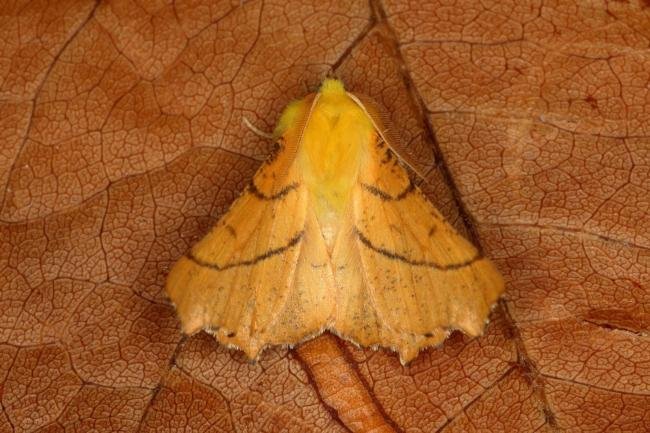 Canary-shouldered Thorn (Ennomos alniaria), adult. Ouston, 24-10-2019. Copyright Verna Atkinson.