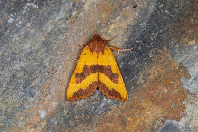 Centre-barred Sallow (Atethmia centrago), adult. Ouston, 22-08-2023. Copyright Verna Atkinson.