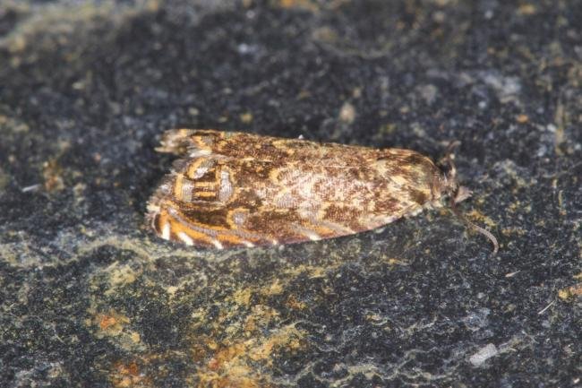 Cherry Bark Tortrix (Enarmonia formosana), adult. Ouston, 23-07-2021. Copyright Verna Atkinson.