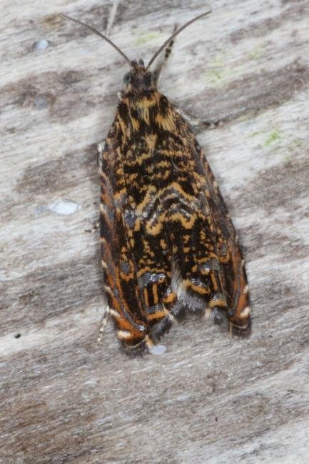 Cherry Bark Tortrix (Enarmonia formosana), adult. Ouston, 17-07-2016. Copyright Verna Atkinson.