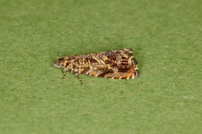 Cherry Bark Tortrix (Enarmonia formosana), adult. Ouston, 09-06-2022. Copyright Verna Atkinson.