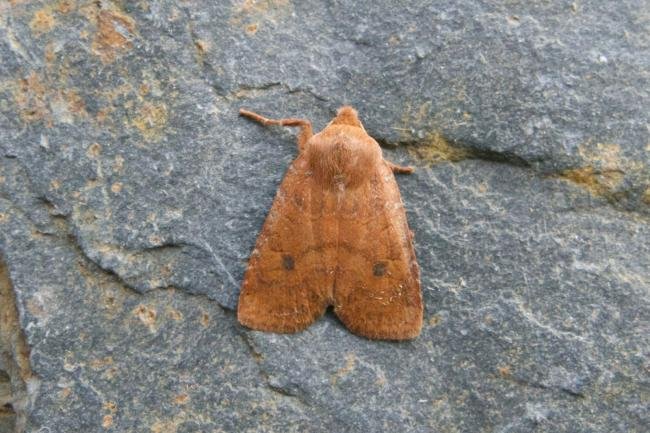 Chestnut (Conistra vaccinii), adult. Ouston, 26-09-2021. Copyright Verna Atkinson.