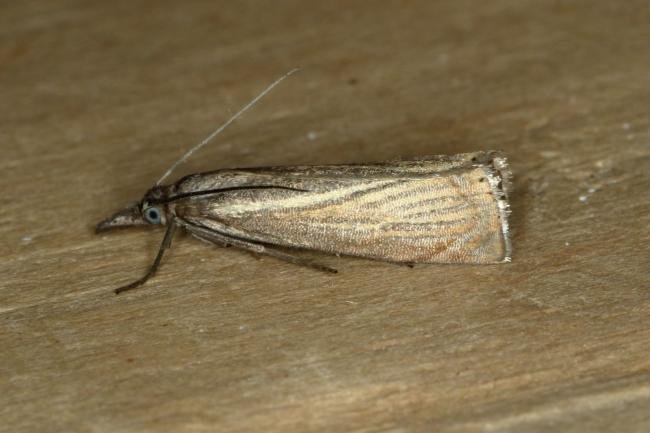 Garden Grass-veneer (Chrysoteuchia culmella), adult. Ouston, 01-06-2019. Copyright Verna Atkinson.