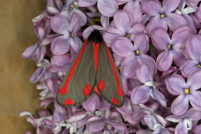 Cinnabar (Tyria jacobaeae), adult. Ouston, 24-05-2018. Copyright Verna Atkinson.