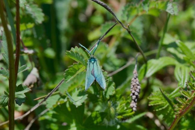 Cistus Forester (Adscita geryon), adult. Limekiln Gill, 22-06-2021. Copyright Verna Atkinson.