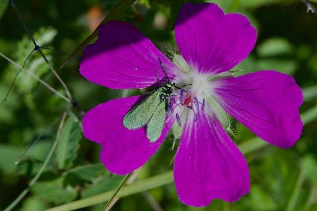 Cistus Forester (Adscita geryon), adult. Limekiln Gill, 22-06-2021. Copyright Verna Atkinson.