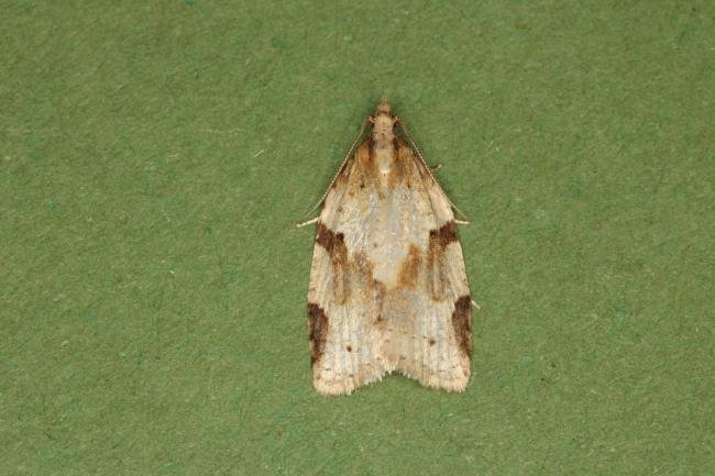 Cyclamen Tortrix (Clepsis spectrana), adult. Ouston, 09-06-2022. Copyright Verna Atkinson.