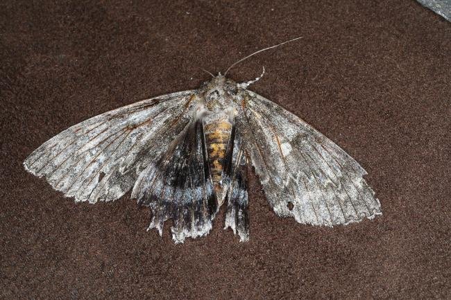 Clifden Nonpareil (Catocala fraxini), adult. Ouston, 14-09-2023. Copyright Verna Atkinson.