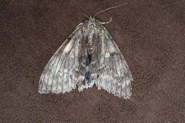 Clifden Nonpareil (Catocala fraxini), adult. Ouston, 14-09-2023. Copyright Verna Atkinson.