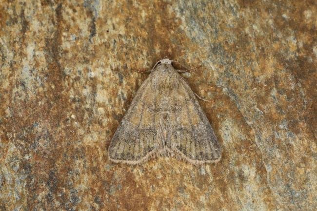 Cloaked Minor (Mesoligia furuncula), adult. Ouston, 29-07-2023. Copyright Verna Atkinson.