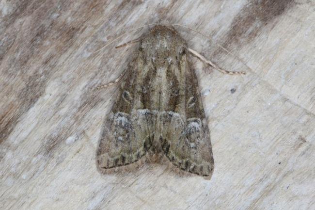 Cloaked Minor (Mesoligia furuncula), adult. Ouston, 13-08-2016. Copyright Verna Atkinson.