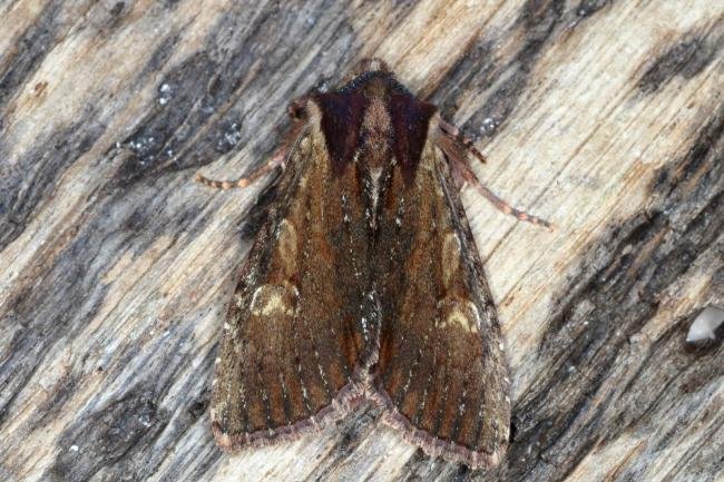 Clouded-bordered Brindle (Apamea crenata) ab. combusta, adult. Ouston, 04-06-2016. Copyright Verna Atkinson.