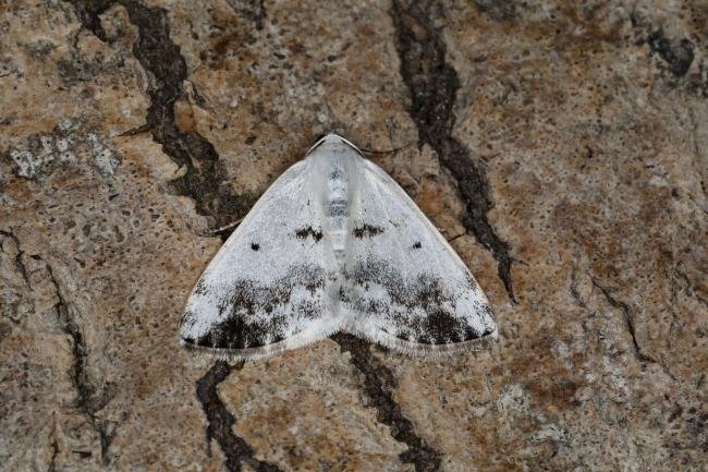 Clouded Silver (Lomographa temerata), adult. Ouston, 11-05-2023. Copyright Verna Atkinson.