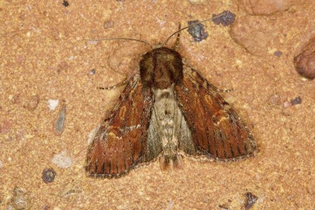 Clouded-bordered Brindle (Apamea crenata) ab. combusta, adult. Ouston, 09-05-2022. Copyright Verna Atkinson.