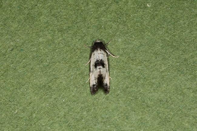 Neocochylis dubitana, adult. Ouston, 07-08-2023. Copyright Verna Atkinson.