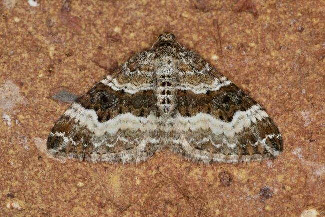 Common Carpet (Epirrhoe alternata), adult. Ouston, 13-05-2021. Copyright Verna Atkinson.