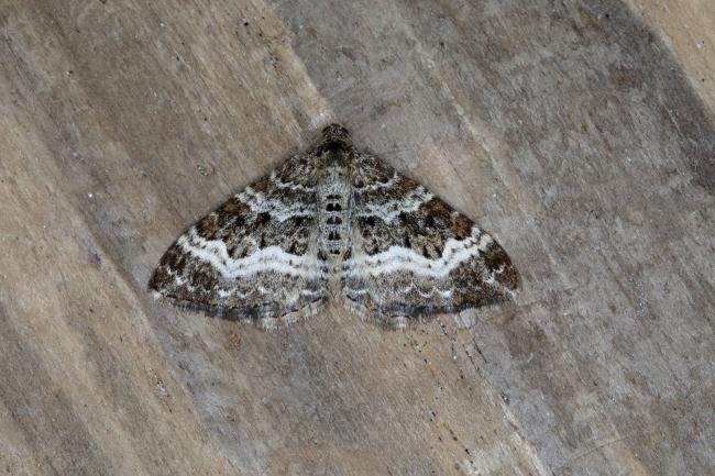 Common Carpet (Epirrhoe alternata), adult. Ouston, 21-05-2018. Copyright Verna Atkinson.