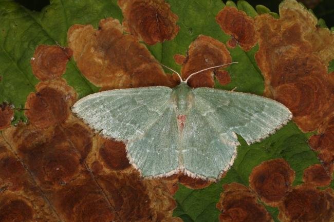 Common Emerald (Hemithea aestivaria), adult. Ouston, 06-07-2022. Copyright Verna Atkinson.