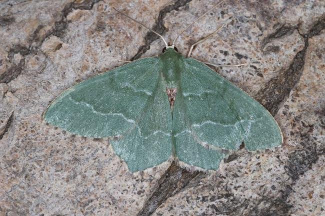 Common Emerald (Hemithea aestivaria), adult. Ouston, 03-07-2022. Copyright Verna Atkinson.