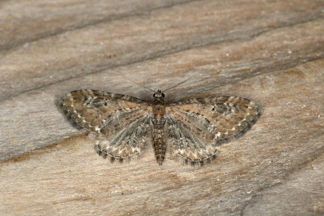 Common Pug (Eupithecia vulgata), adult. Ouston, 03-05-2020. Copyright Verna Atkinson.