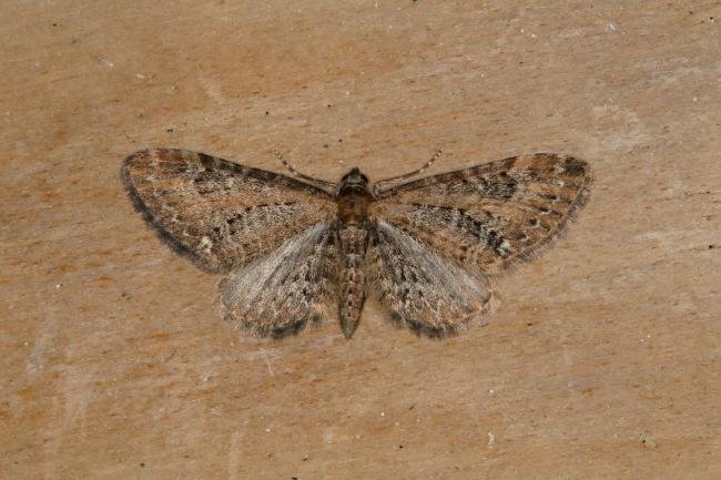 Common Pug (Eupithecia vulgata), adult. Ouston, 15-05-2018. Copyright Verna Atkinson.