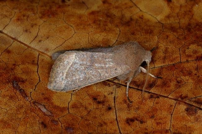 Common Quaker (Orthosia cerasi), adult. Ouston, 05-02-2016. Copyright Verna Atkinson.