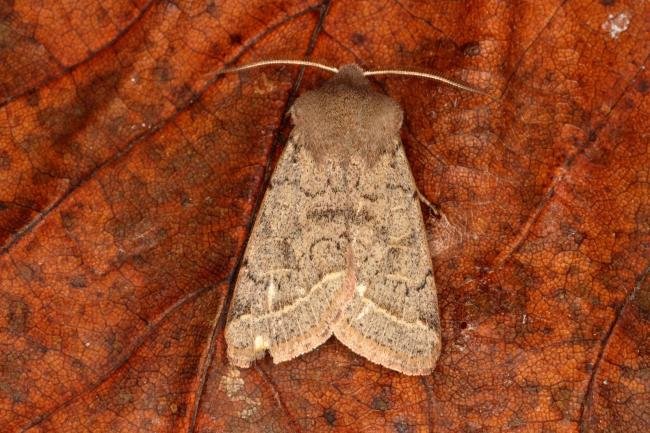 Common Quaker (Orthosia cerasi), adult. Ouston, 12-03-2016. Copyright Verna Atkinson.