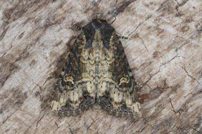 Common Rustic agg. (Mesapamea secalis agg.), adult. Ouston, 01-08-2016. Copyright Verna Atkinson.