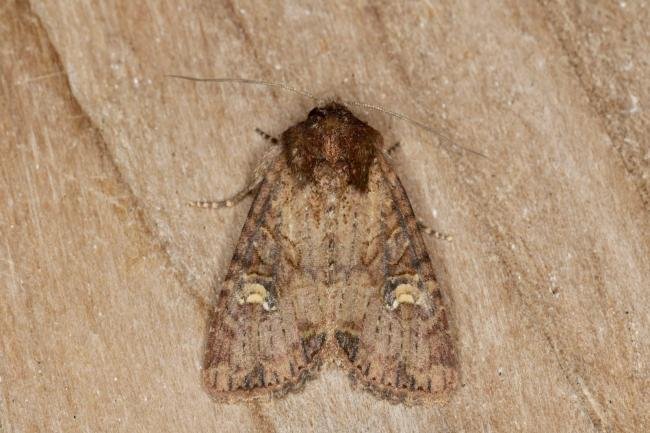 Common Rustic agg. (Mesapamea secalis agg.), adult. Ouston, 03-07-2020. Copyright Verna Atkinson.