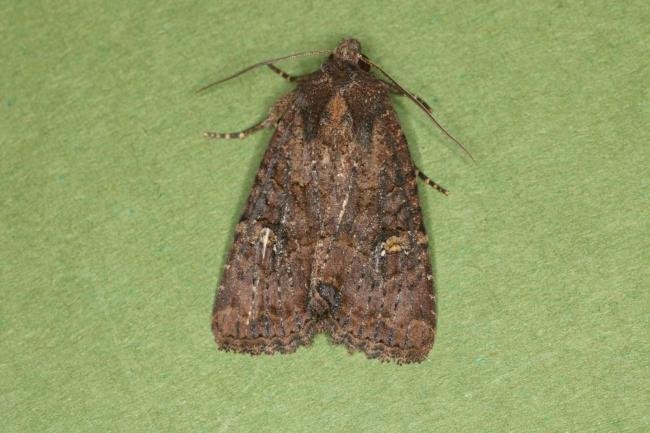 Common Rustic agg. (Mesapamea secalis agg.), adult. Ouston, 27-07-2022. Copyright Verna Atkinson.